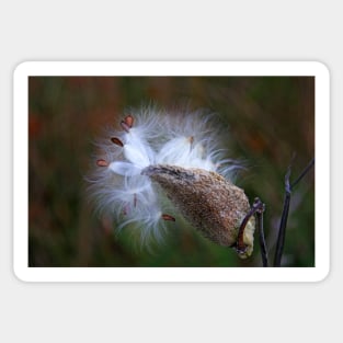 Milkweed Sticker